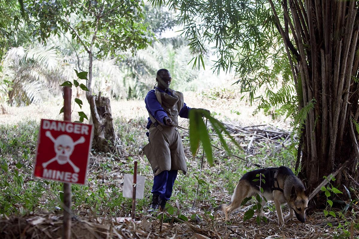 Deminer conducting a technical survey using a mine detection dog. 